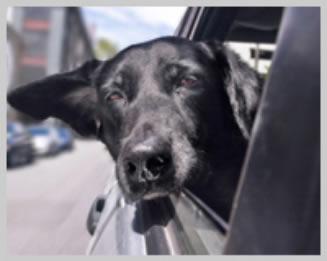 ペットを車に乗せる方