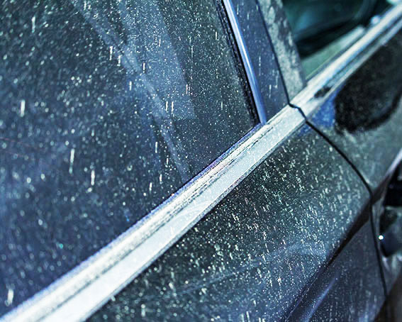 ボディに付着した花粉